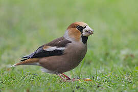 Hawfinch