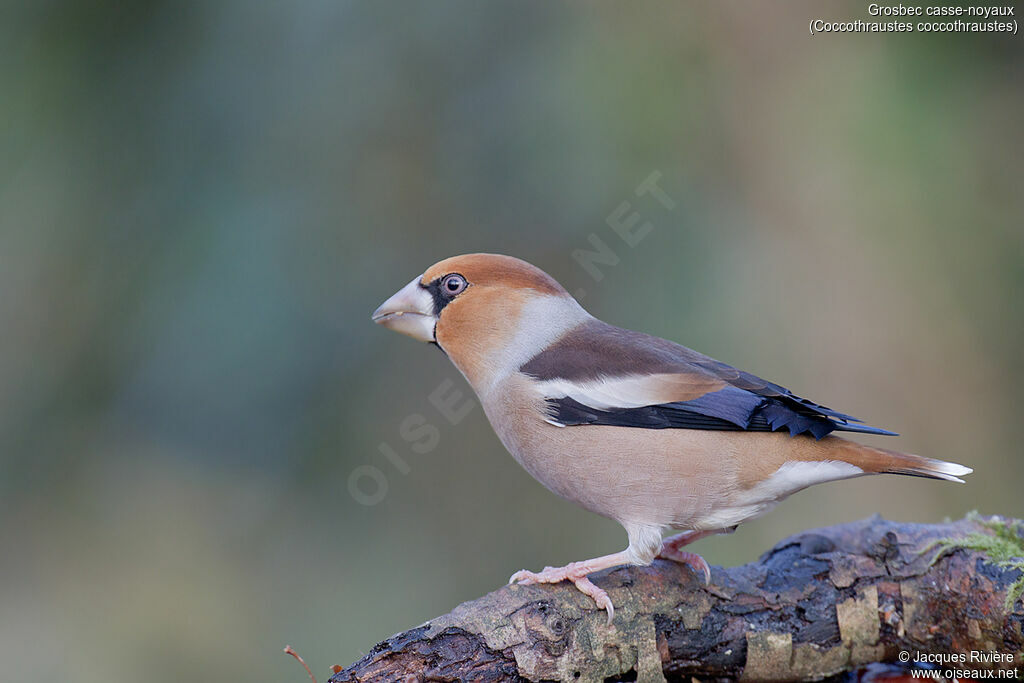 Grosbec casse-noyaux mâle adulte, identification