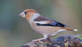 Hawfinch