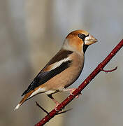 Hawfinch