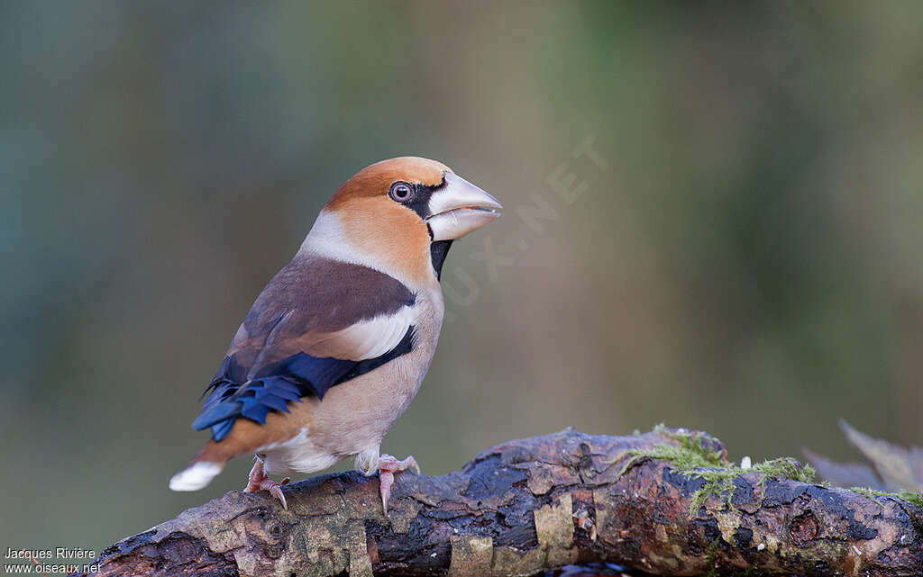 Hawfinch male adult breeding, pigmentation