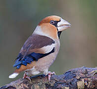 Hawfinch