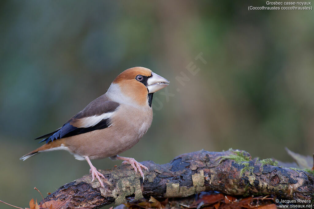 Hawfinch male adult post breeding, identification