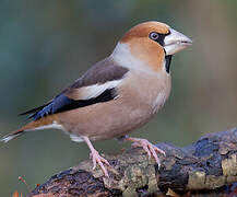 Hawfinch