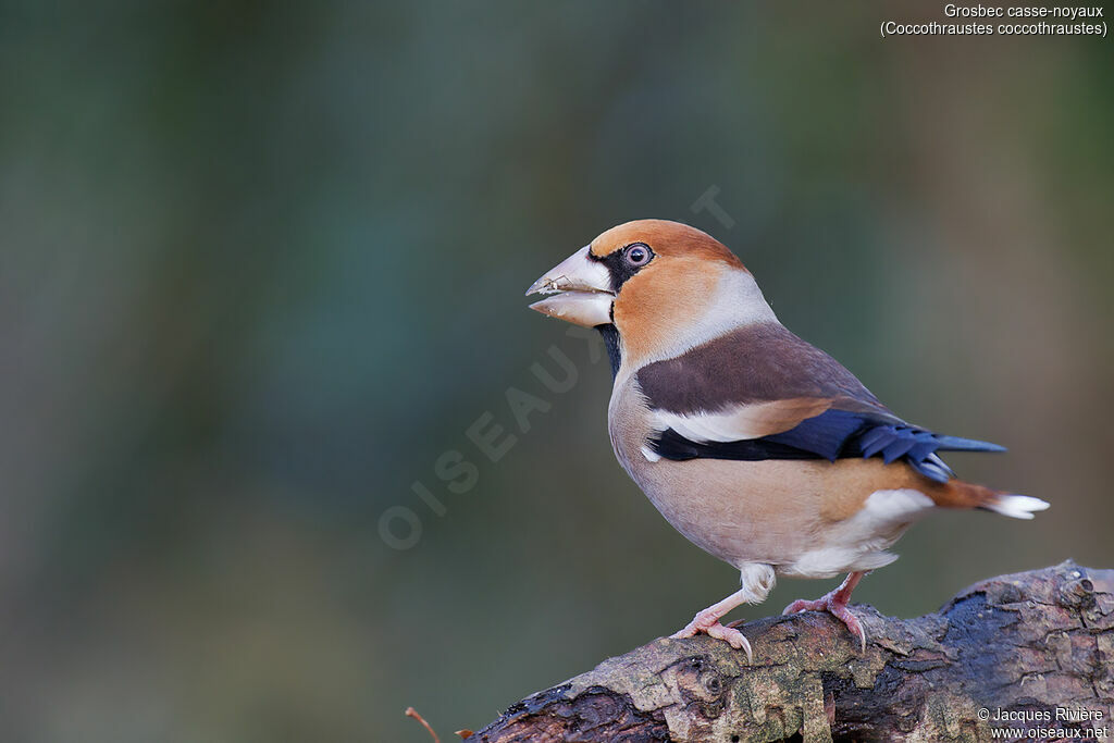 Hawfinch male adult post breeding, identification