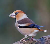 Hawfinch