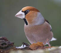 Hawfinch