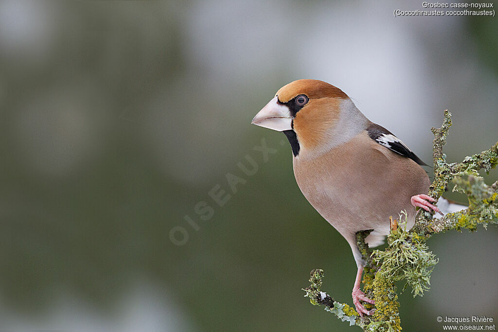 Hawfinch male adult post breeding, identification