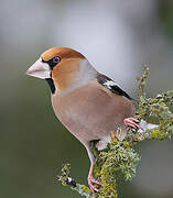 Hawfinch