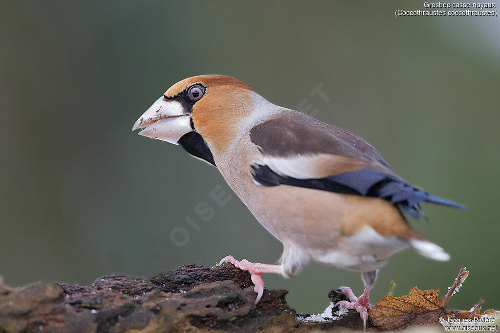 Hawfinch male adult transition, identification