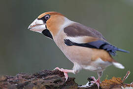 Hawfinch