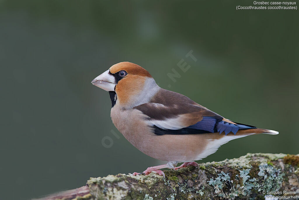 Hawfinch male adult transition, identification