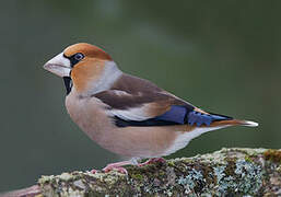 Hawfinch