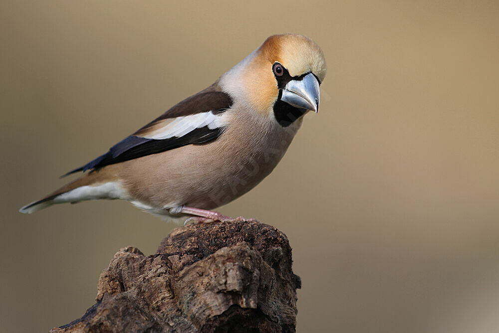 Hawfinch male adult