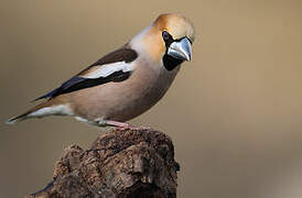 Hawfinch