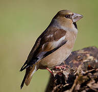 Hawfinch