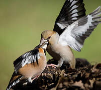 Hawfinch