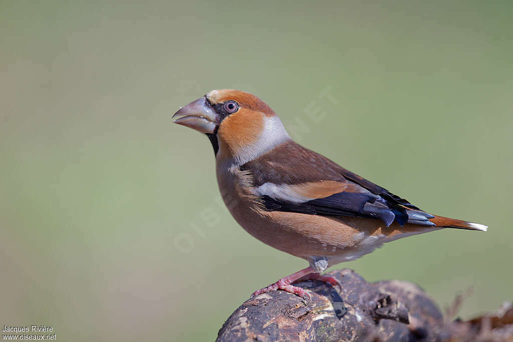 Hawfinch male adult breeding, pigmentation