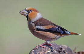 Hawfinch