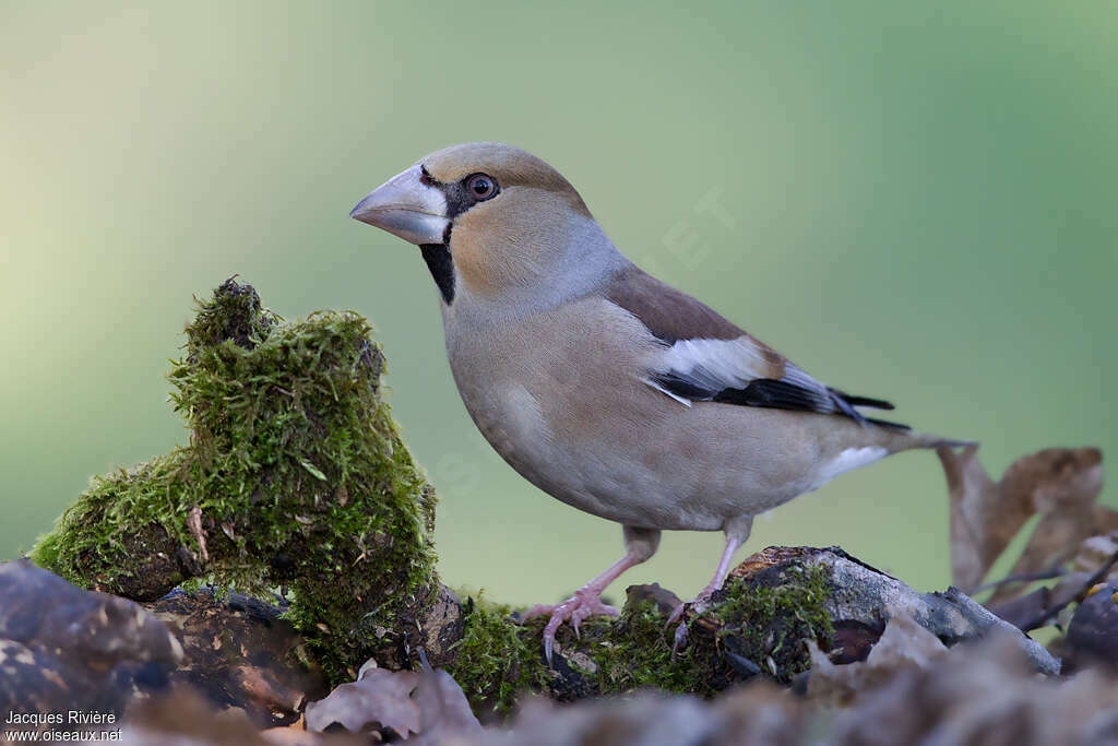 Hawfinch female adult breeding, pigmentation