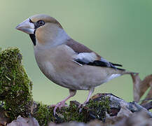 Hawfinch