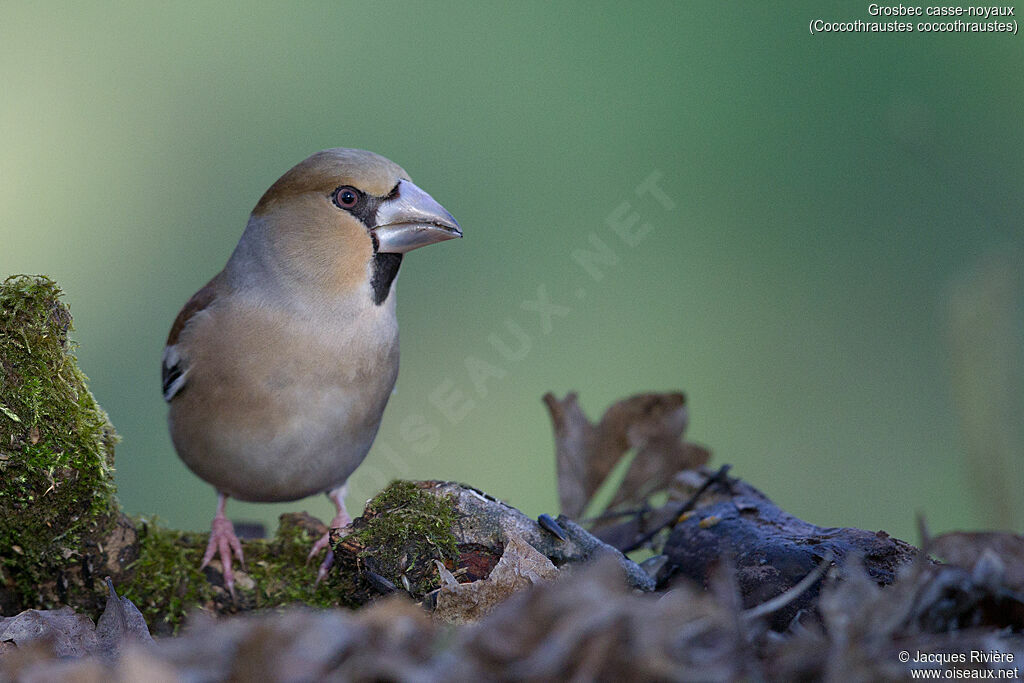 Hawfinch female adult transition, identification