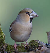 Hawfinch