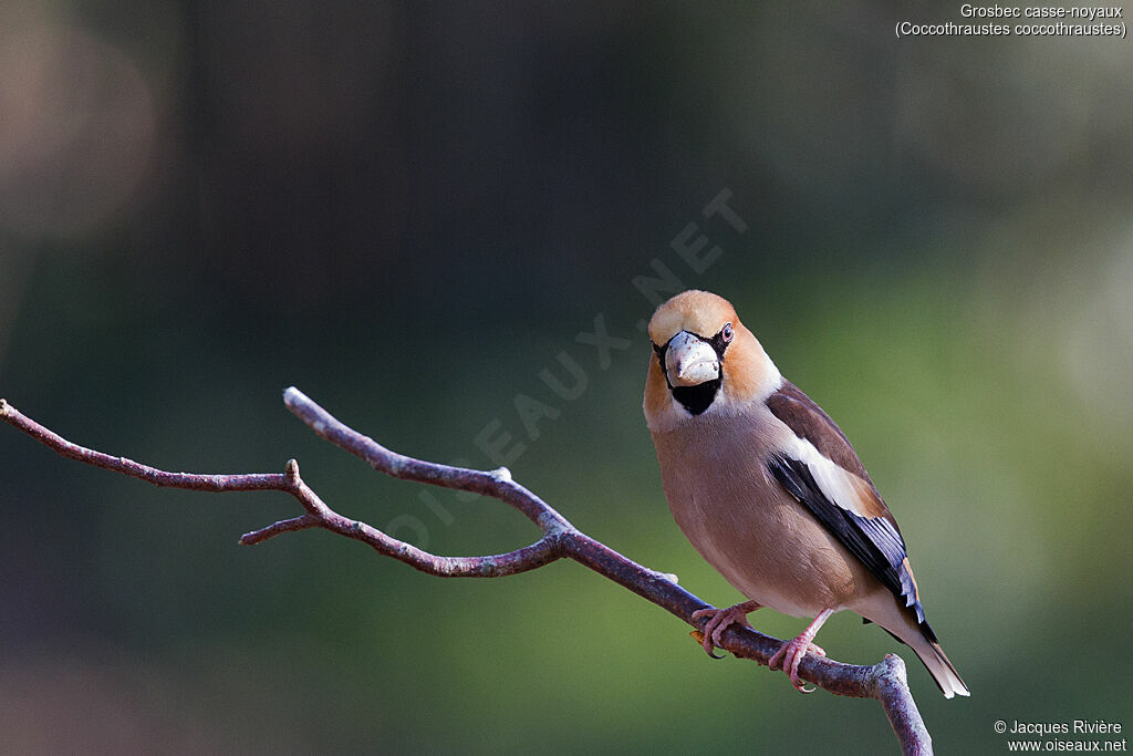 Hawfinch male adult transition, identification