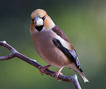 Hawfinch