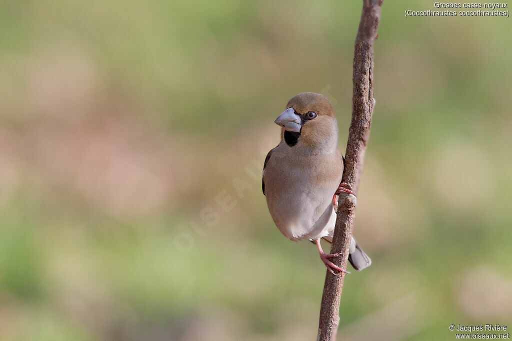 Hawfinch female adult transition, identification