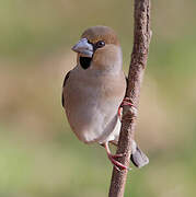 Hawfinch