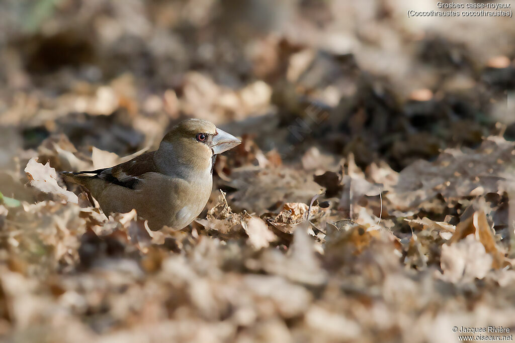 Hawfinch female adult transition