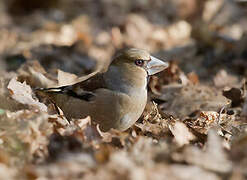 Hawfinch