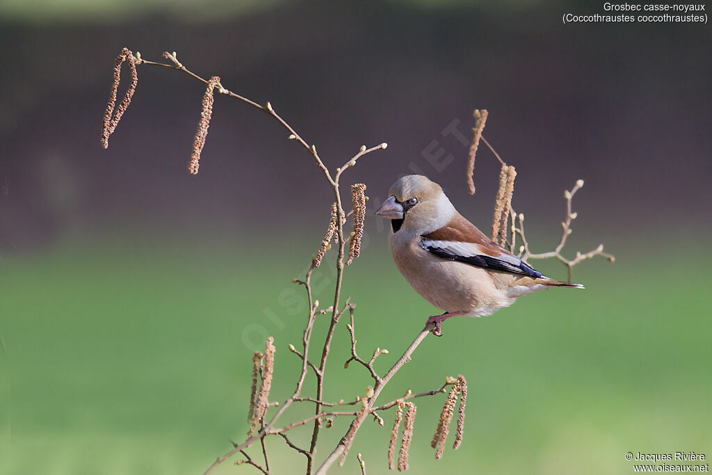 Hawfinch female adult transition, identification