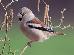 Hawfinch