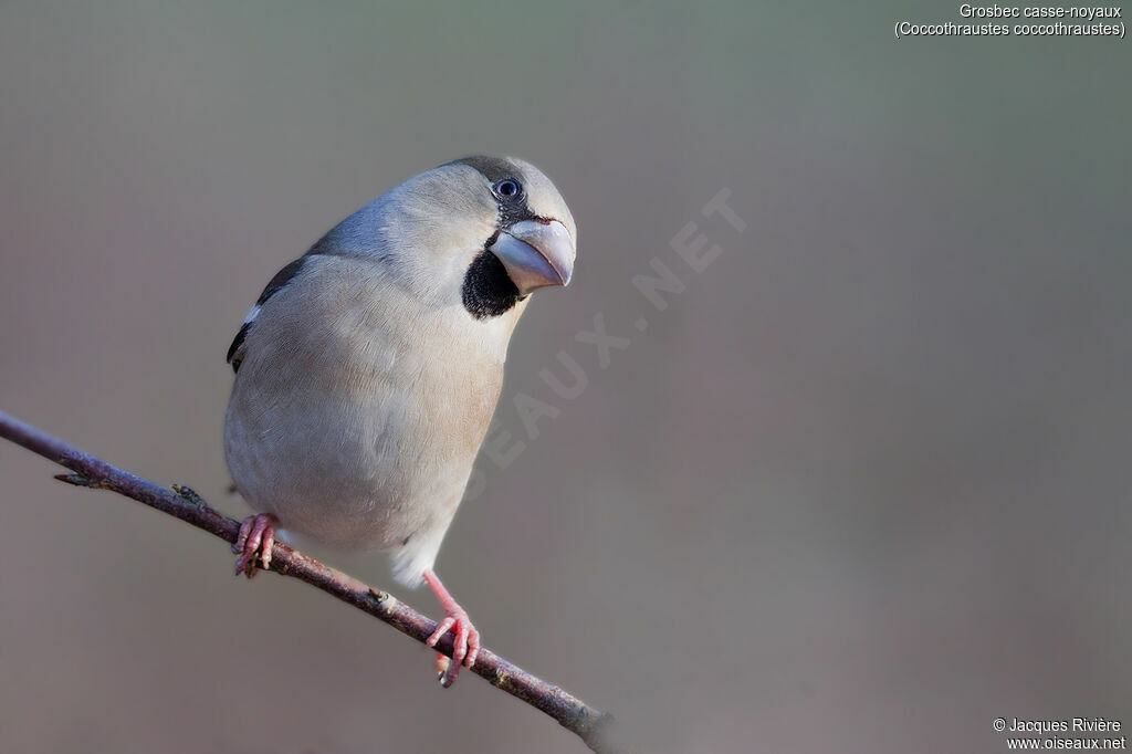 Hawfinch female adult, identification