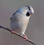 Hawfinch