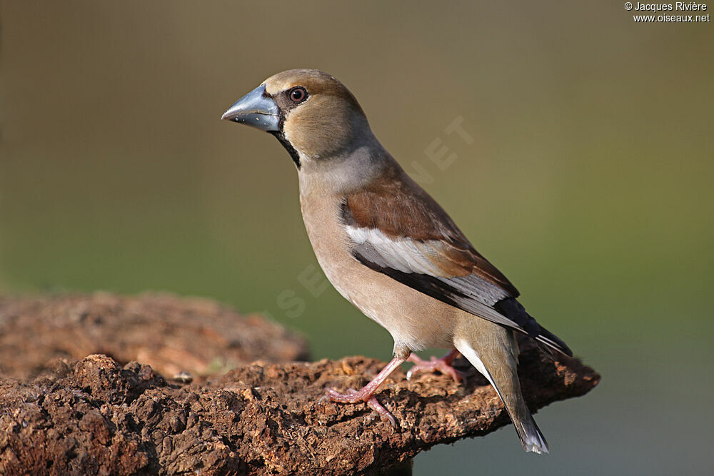 Hawfinch female adult