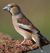 Hawfinch