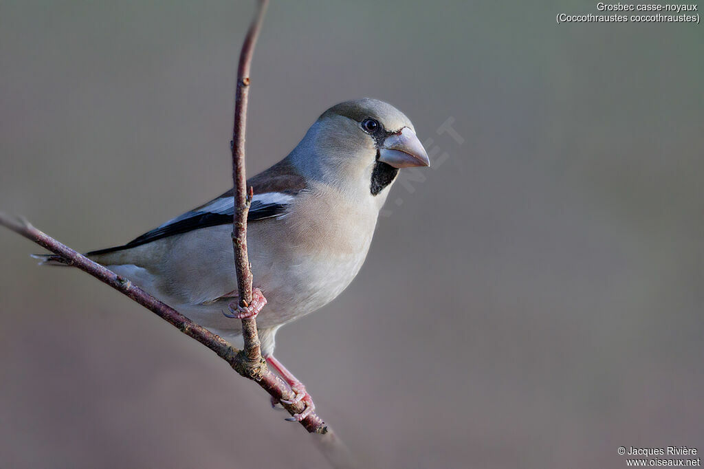 Hawfinch female adult, identification