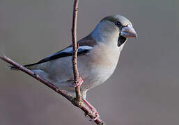 Hawfinch