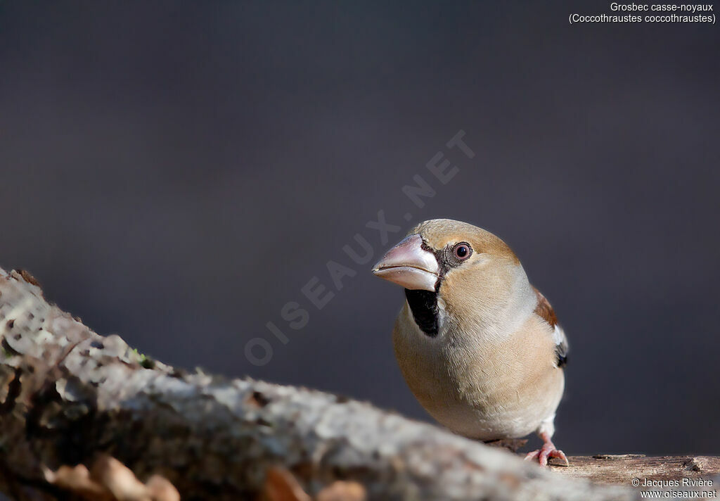 Hawfinch male adult