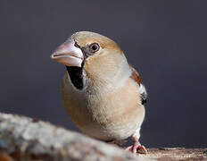 Hawfinch