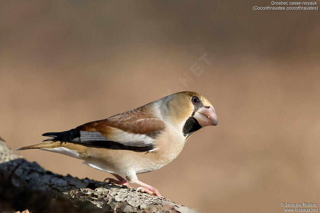 Grosbec casse-noyaux mâle adulte, identification