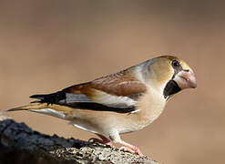 Hawfinch