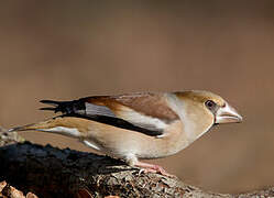 Hawfinch