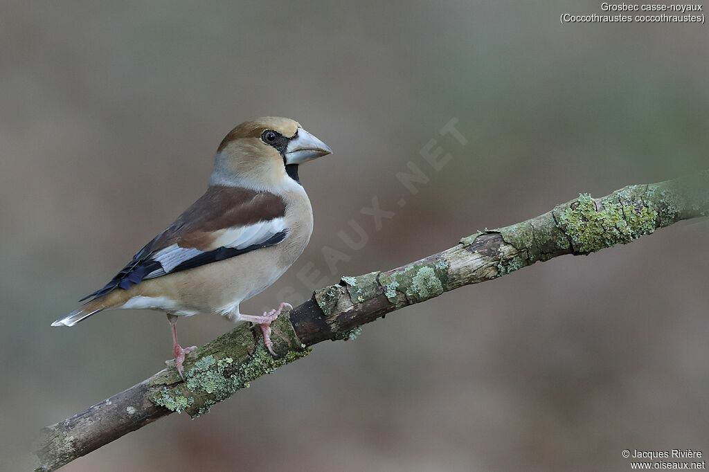 Hawfinch female adult post breeding, identification