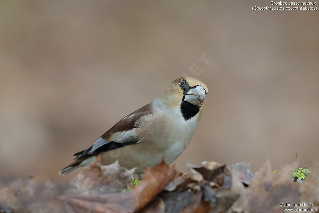 Hawfinch female adult post breeding, identification