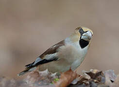 Hawfinch