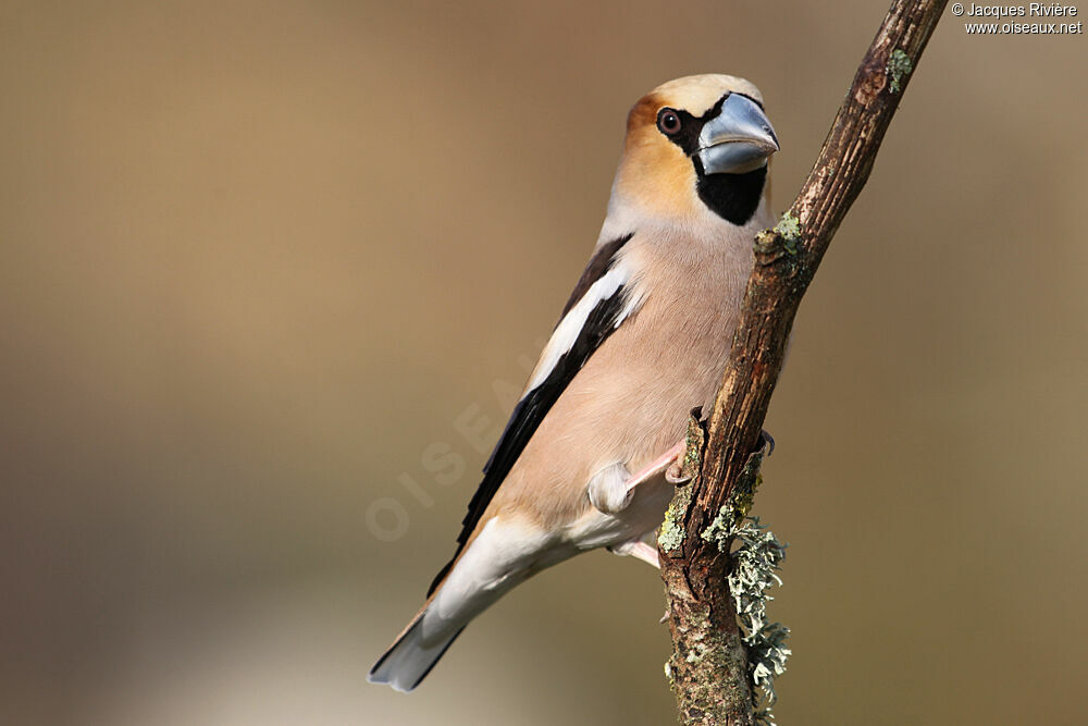 Hawfinch male adult breeding